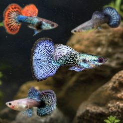 Assorted Australian Breed Guppies 3cm