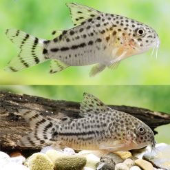 Knaacki Cory 3cm