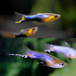 French Blue Endler Guppy 2cm MALE