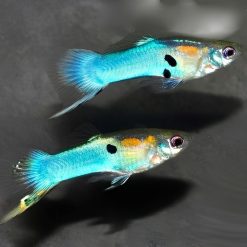 Guppies Endler - Japan Neon Blue Endler Guppy 2cm - MALE