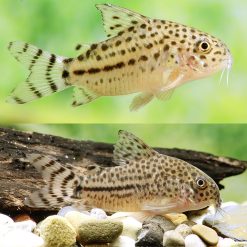 Knaacki Cory 3cm