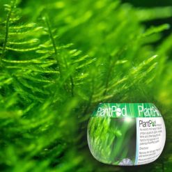 PlantPod Christmas Moss - Small