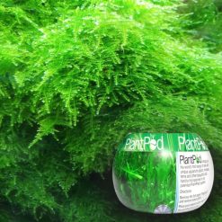 PlantPod Christmas Willow Moss - Small