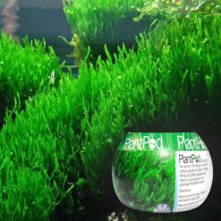 PlantPod Flame Moss - Small