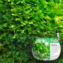 PlantPod Shrimp Subwasser Moss - Small