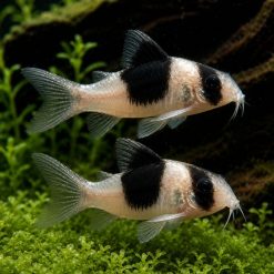 Catfish Cory- New Panda Cory (Corydoras CW51)  4cm