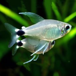 Veilfin Kitty Tetra 2.5cm